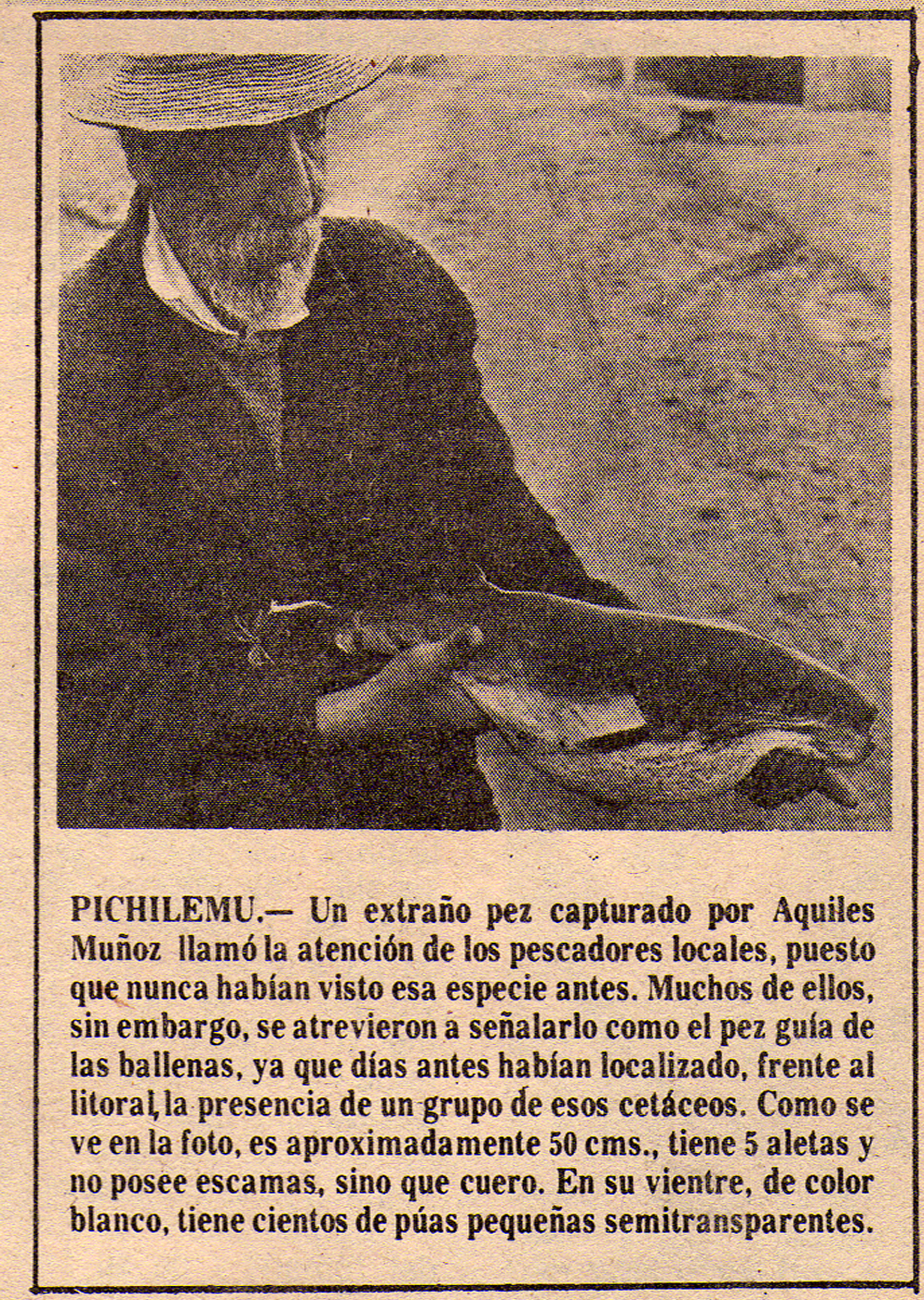 Eduardo Aranguiz y pez raro